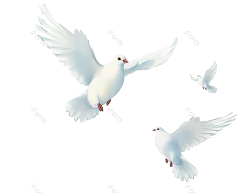 元素图片,鸽子元素,插画动物PNG,白色免抠素材